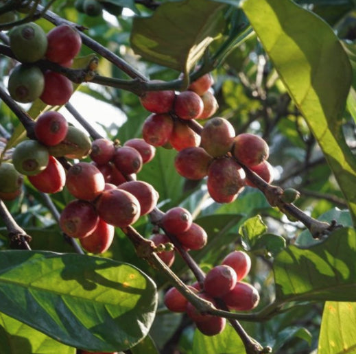 Red coffee cherries and green coffee leaves.