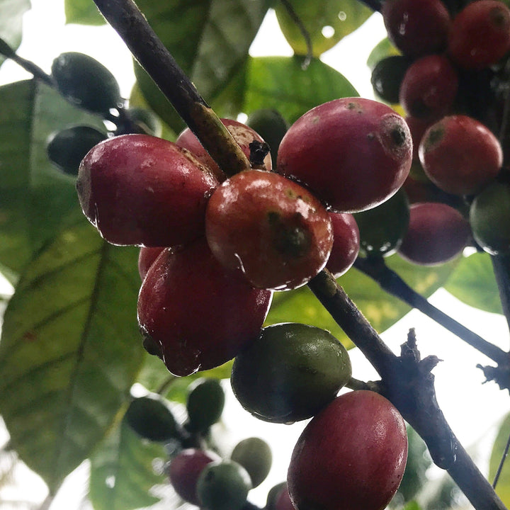 Riping coffee cherries on our farm in Batu Pahat