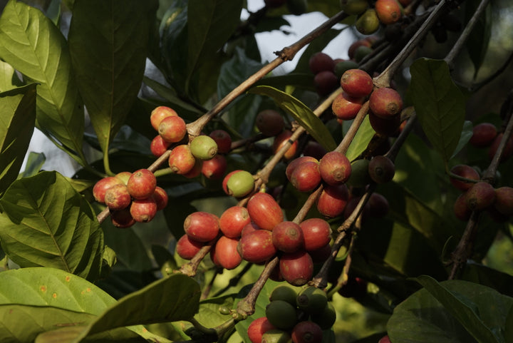 Red coffee cherries of House of Kendal farm in Bagan, Batu Pahat